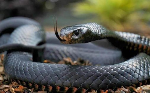 ▷ Sonhar Com Cobra Colorida (12 Significados) 