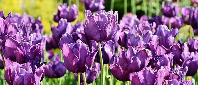 sonhar com muitas flores roxas