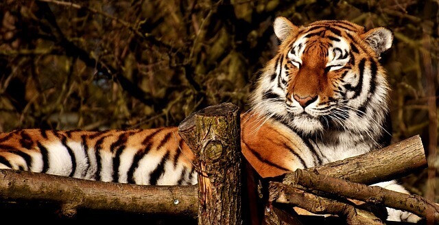 tigre dormindo