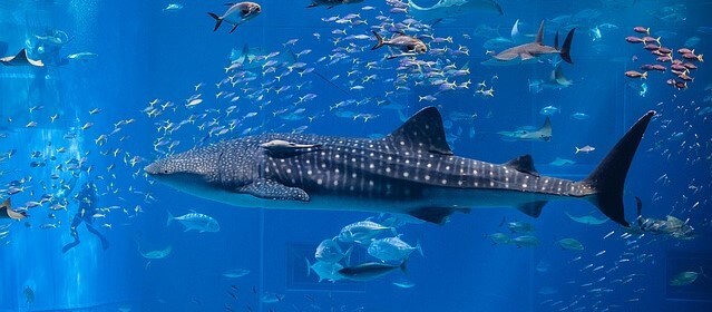 baleia comendo peixe