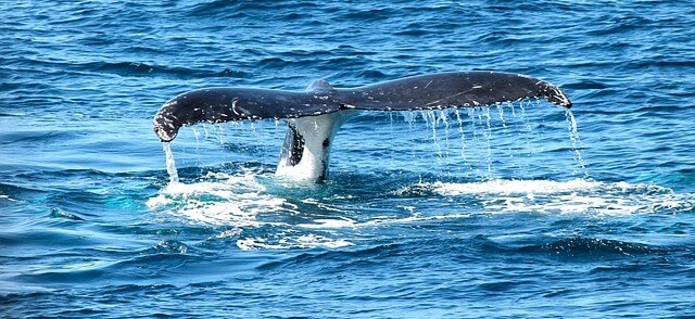 baleia tentando me pegar