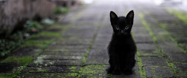 filhotinho de gato preto