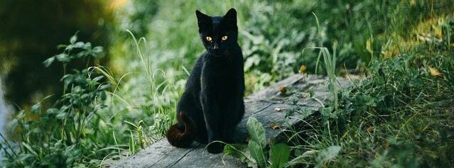 gato preto é má sorte?
