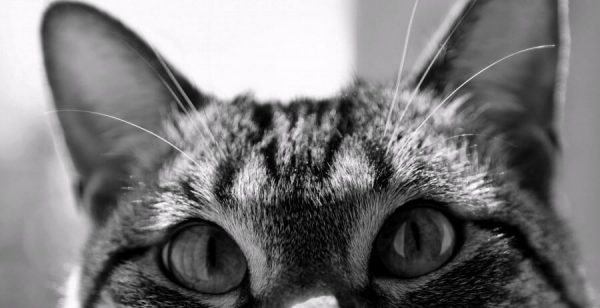 gato observando espiritos