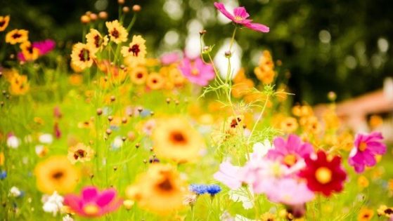 sonhar com flores no jardim