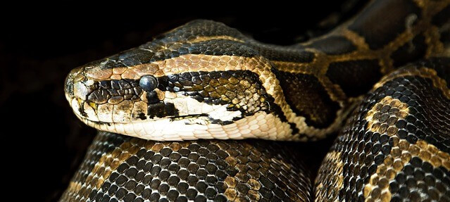 sonhar com muitas cobras no quarto