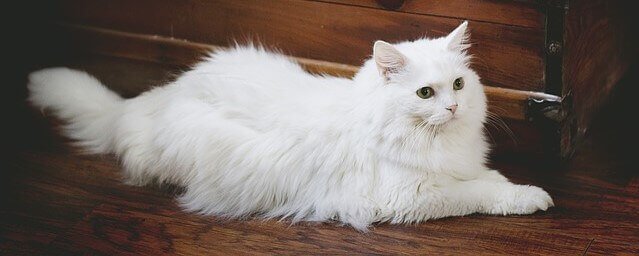 gato branco gordo