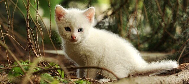 gatinho branco