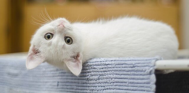 gato me olhando