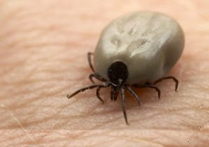 Leia mais sobre o artigo ▷ Sonhar com Carrapato【IMPERDÍVEL】