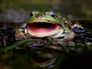 Leia mais sobre o artigo ▷ O que significa Sonhar com Sapos【IMPERDÍVEL】