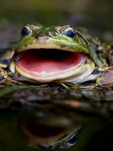 Leia mais sobre o artigo Sonhar Com Sapo Grande