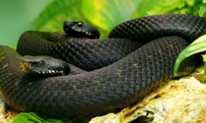 Leia mais sobre o artigo ▷ Sonhar Com Cobra Preta – O Que Significa?