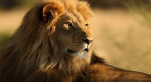 Leia mais sobre o artigo ▷ Sonhar Com Leão – É Sinal De Sorte?