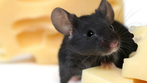 rato preto roendo queijo