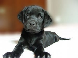 Leia mais sobre o artigo ▷ Sonhar Com Cachorro Preto
