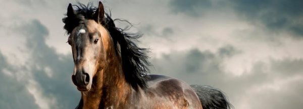 Significado dos sonhos: o que significa sonhar com cavalo – Metro World  News Brasil