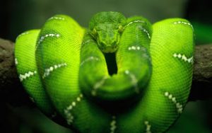 Read more about the article ▷ Sonhar Com Cobra Verde – Qual o Significado?