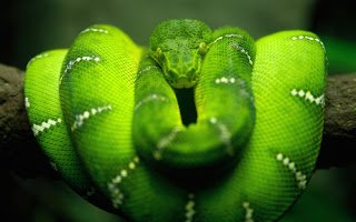 You are currently viewing ▷ Sonhar Com Cobra Verde – Qual o Significado?
