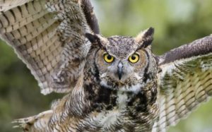 Leia mais sobre o artigo ▷ Sonhar com coruja【IMPERDÍVEL】