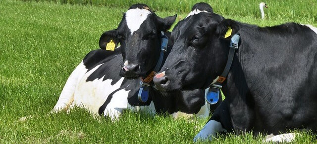 qual o significado de sonhar com vacas?