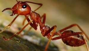 Leia mais sobre o artigo ▷ Sonhar Com Formiga 【É Má Sorte?】