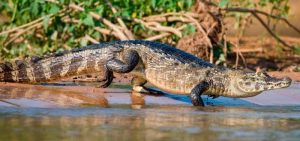 Leia mais sobre o artigo ▷ Sonhar com Jacaré (IMPERDÍVEL)