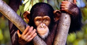 Leia mais sobre o artigo ▷ Sonhar com Macaco -【IMPERDÍVEL】