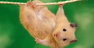 Leia mais sobre o artigo ▷ Sonhar com Rato (Interpretações Reveladoras)