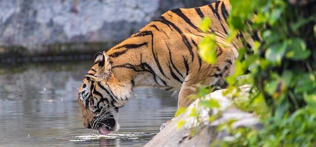 tigre bebendo água