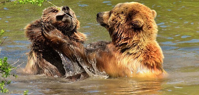 urso brigando