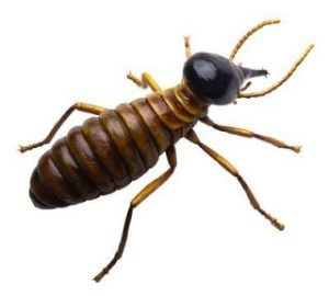 Leia mais sobre o artigo ▷ Sonhar com Cupim【Interpretações Reveladoras】