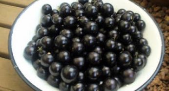 ▷ Sonhar com Jabuticaba【IMPERDÍVEL】