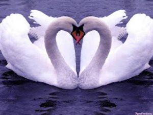 Leia mais sobre o artigo ▷ Simpatias Para o Amor 【INFALÍVEL】