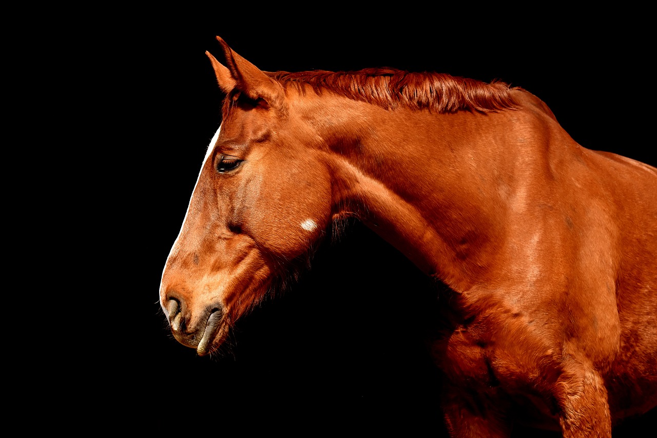 Sonhar Com Cavalo - Quais os Significados? O Que Quer Dizer?