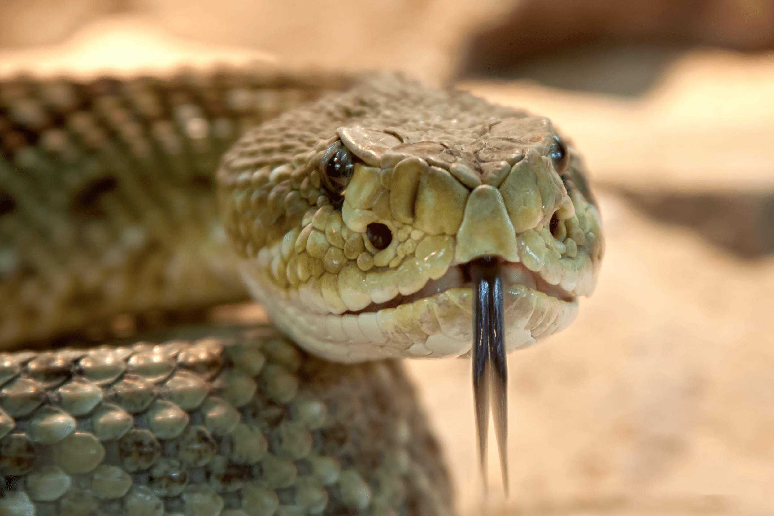 ▷ Sonhar Com Cobra Significa Traição? DESCUBRA AQUI!