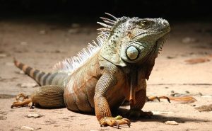 Leia mais sobre o artigo ▷ O Que Significa Sonhar Com Lagarto?