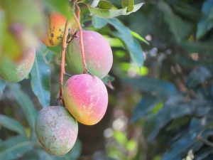 Leia mais sobre o artigo ▷ O Que Significa Sonhar Com Manga?