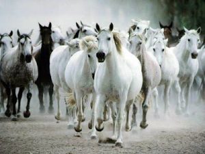 Read more about the article ▷ O que significa Sonhar com Cavalo【Interpretações Reveladoras】