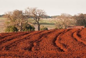 Leia mais sobre o artigo ▷ Sonhar com terra【Interpretações Reveladoras】