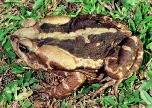 Leia mais sobre o artigo ▷ Significado dos sonhos sapo【Inacreditável】