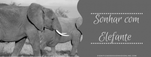 Read more about the article ▷ O Que Significa Sonhar Com Elefante?
