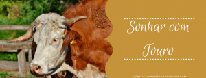Leia mais sobre o artigo ▷ Sonhar Com Touro – Tudo o Que Você Precisa Saber