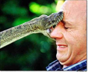 Leia mais sobre o artigo ▷ Sonhar com Picada de Cobra【IMPERDÍVEL】