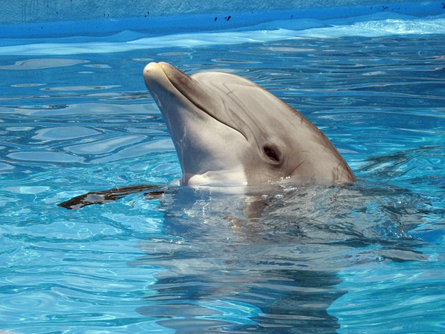 golfinho cinza dentro da piscina