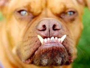 Leia mais sobre o artigo ▷ Sonhar com Cachorro Bravo【IMPERDÍVEL】