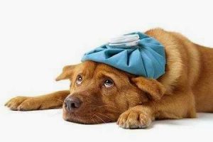 Leia mais sobre o artigo ▷ Sonhar Com Cachorro Doente – Interpretações Reveladoras