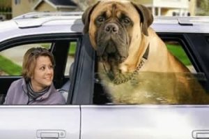 Leia mais sobre o artigo ▷ Sonhar com Cachorro Grande 【IMPERDÍVEL】