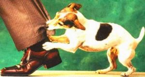 Leia mais sobre o artigo ▷ Sonhar Com Cachorro Mordendo é Ruim?