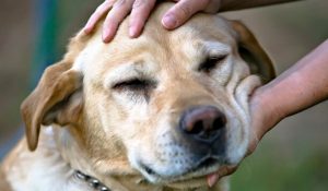 Leia mais sobre o artigo ▷ Sonhar com Cachorro Morto【IMPERDÍVEL】